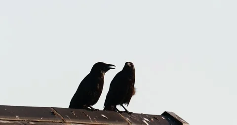 A pair of Carrion Crow, Corvus corone in Ambleside, lake District, UK. Stock Footage 327921529