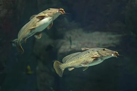 Pair catfish in aquarium close up. Stock Photos