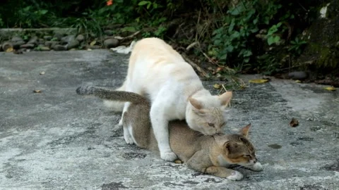 A pair of cats are mating Stock Footage 275534505