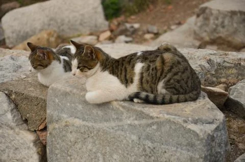 A pair of cats in ephesus. Stock Photos