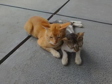 A pair of cats 스톡 사진