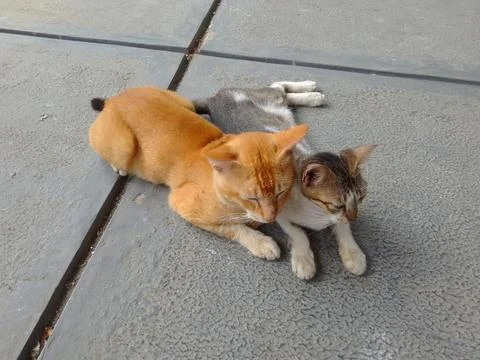 A pair of cats 스톡 사진