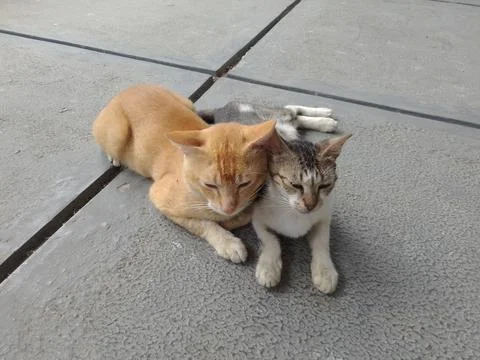 A pair of cats 스톡 사진