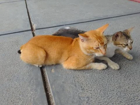 A pair of cats 스톡 사진