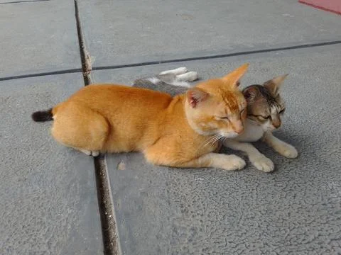 A pair of cats 스톡 사진