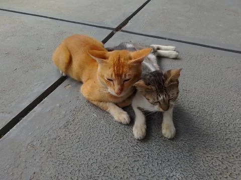 A pair of cats 스톡 사진