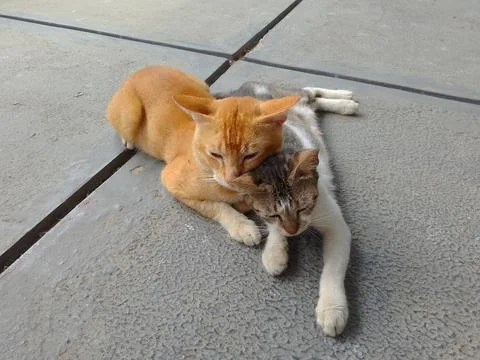 A pair of cats 스톡 사진