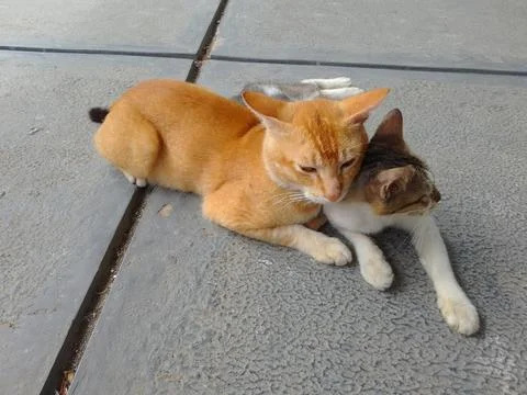 A pair of cats 스톡 사진