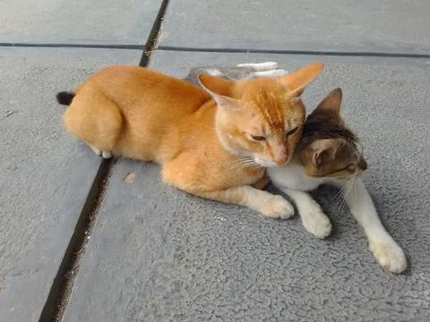 A pair of cats 스톡 사진