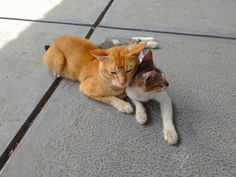 A pair of cats 스톡 사진