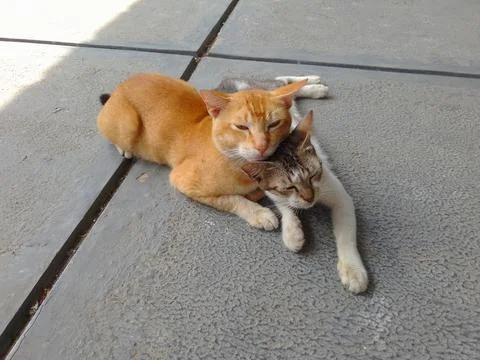 A pair of cats 스톡 사진