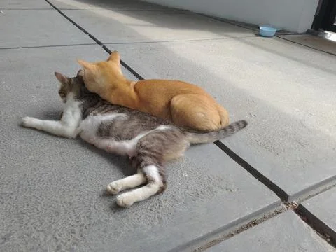 A pair of cats 스톡 사진