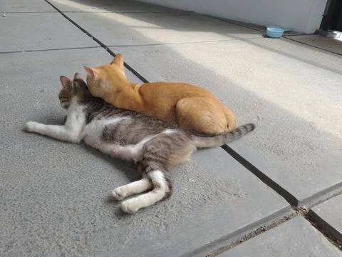 A pair of cats 스톡 사진