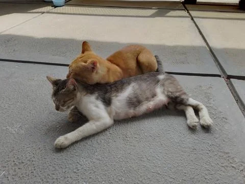 A pair of cats 스톡 사진