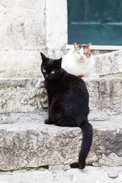 Pair of cats Stock Photos