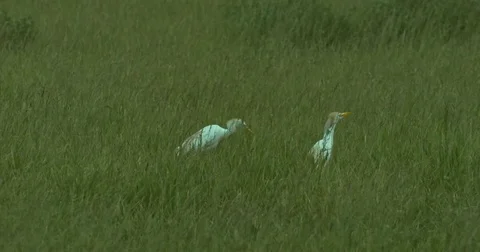 Pair of Cattle Egrets in a Field of Grass Stock Footage 76330232