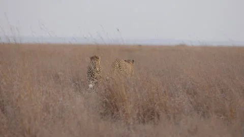 Pair of Cheetah's backs walking in savannah Stock Footage 314787319