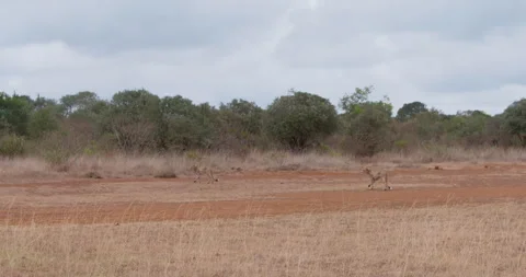 Pair of cheetahs crossing a road while alert in savannah Stock Footage 314780925