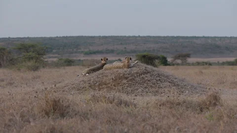 Pair of Cheetahs laying on termite mound in evening light Stock Footage 314792868