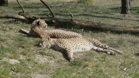 A pair of cheetahs lying, resting on the grass 스톡 동영상 106124292