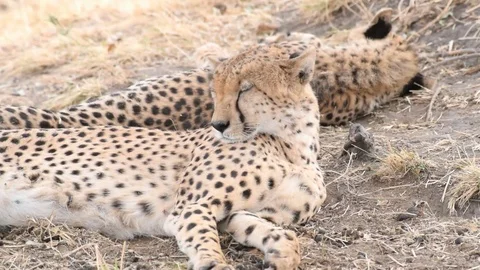 A Pair of Cheetahs Resting in Masai Mara, Kenya Stock Footage 73099692