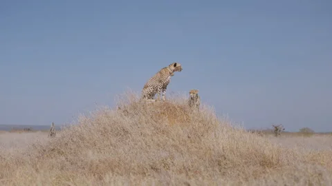 Pair of Cheetahs resting on termite mound with birds in savannah Video stock 314783665