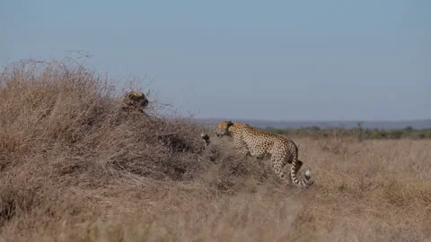 Pair of Cheetahs resting on termite mound in sunny morning Stock Footage 314787997