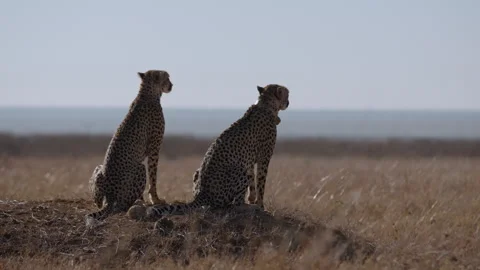 Pair of Cheetahs seated on raised ground on grassy savannah Stock Footage 314787676