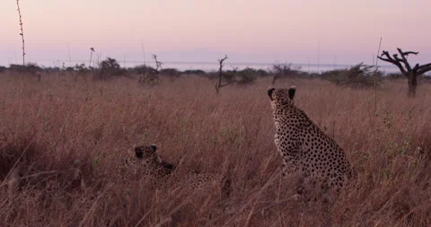 A pair of Cheetahs sitting in the dry savannah at daybreak Stock Footage 314781052