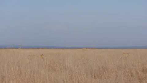 Pair of Cheetahs tracking prey in savannah Stock Footage 314786404