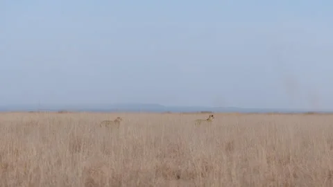 Pair of Cheetahs tracking prey in savannah at afternoon Stock Footage 314787305