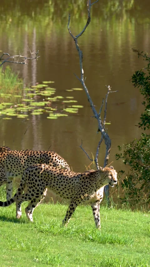 Pair of Cheetahs Walking Along Grassy Bank Near Lily Pond Stock Footage 332264710