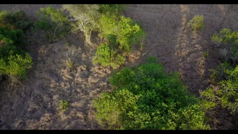 Pair of Cheetahs walking between scattered trees in savannah Video stock 314780934