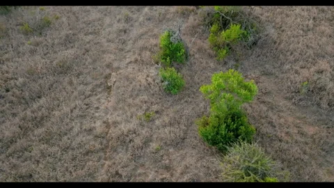 Pair of Cheetahs walking between scattered trees in savannah Stock Footage 314786483