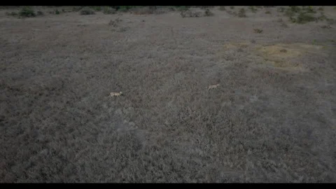 Pair of Cheetahs walking in dry savannah grasslands Stock Footage 314786437