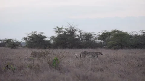 Pair of Cheetahs walking in late evening light in savannah Stock Footage 314784574
