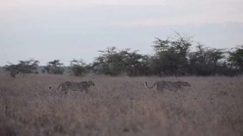 Pair of Cheetahs walking in late evening light in savannah Stock Footage 314786254