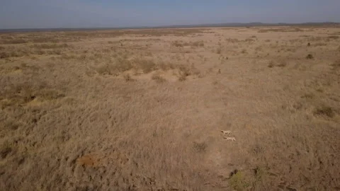 Pair of Cheetahs walking side by side in vast dry grasslands Stock Footage 314781729