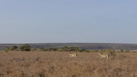 A pair of Cheetahs walking in tall grassy savannah Stock Footage 314790621
