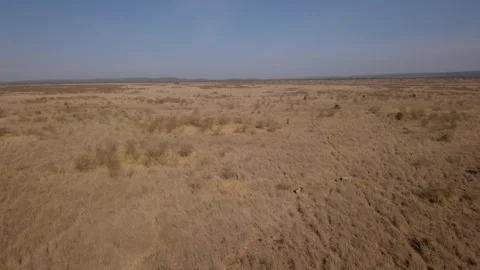 Pair of Cheetahs walking through vast dry savannah grasslands Stock Footage 314780727