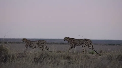 Pair of Cheetahs walking on track in dry savannah grassland Stock Footage 314786030