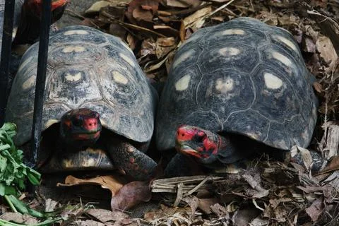 Pair of Chery Head Red-Footed Tortoises Resting on Leaf Litter in Nature Stock Photos