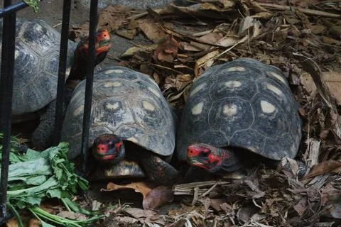 Pair of Chery Head Red-Footed Tortoises Resting on Leaf Litter in Nature Stock Photos