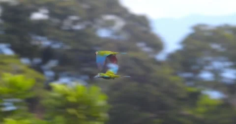 Pair of Chestnut fronted Macaws flying in sync over the rain forest canopy of Stock Footage 299975831