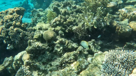 Pair of Chevron Butterflyfish exploring Coral Reef Cool Marine Life Vídeo Stock 302610582