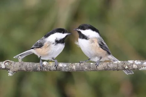 Pair of chickadees on a branch Stock Photos