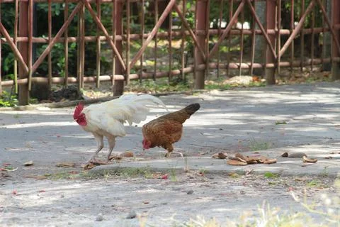 A pair of chickens making out for mating season Stock Photos