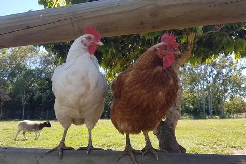 A pair of chickens Stock Photos