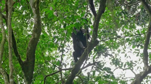 Pair of chimpanzees mating in Budongo Forest, Uganda Stock Footage 333347418