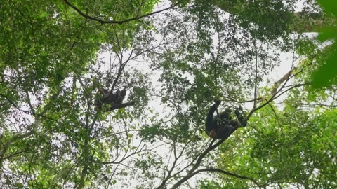 Pair of chimpanzees sit on the treetops and gather food. Budongo Forest, Uganda. Stock Footage 333301210